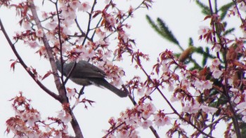 ヒヨドリ 福井緑地(札幌市西区) 2021年4月30日(金)