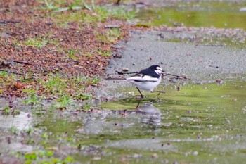 2021年4月30日(金) 福井緑地(札幌市西区)の野鳥観察記録