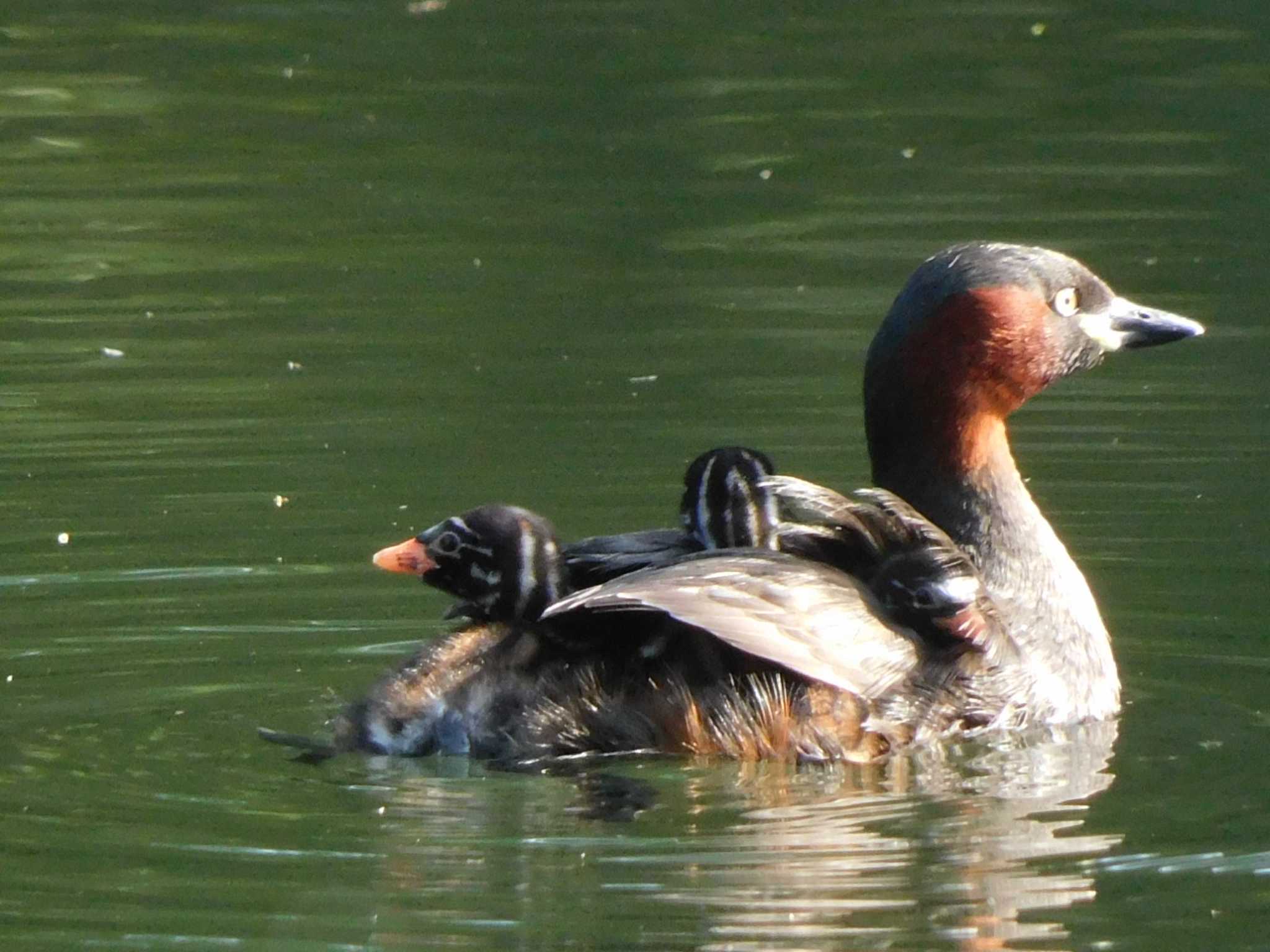 井の頭恩賜公園 カイツブリの写真