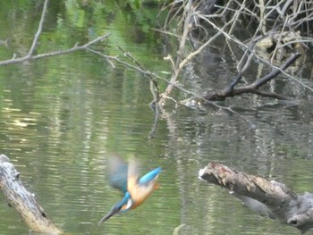 2021年4月30日(金) 三ツ池公園(横浜市鶴見区)の野鳥観察記録