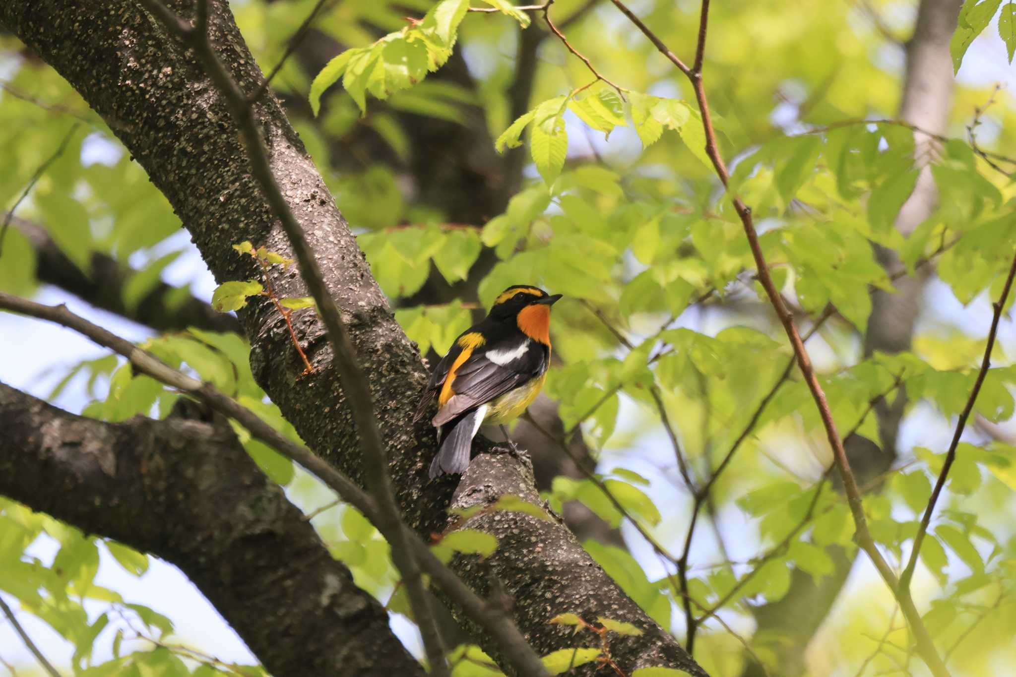 大阪城公園 キビタキの写真