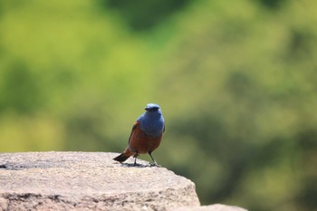 2021年4月30日(金) 大阪城公園の野鳥観察記録