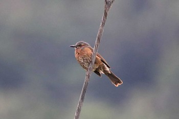 Fri, 2/3/2017 Birding report at 与那国島久部良