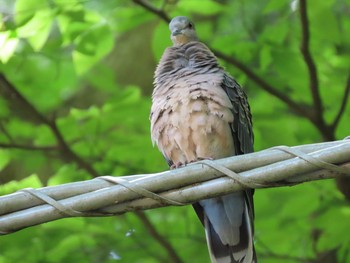 2021年4月30日(金) 高尾山の野鳥観察記録