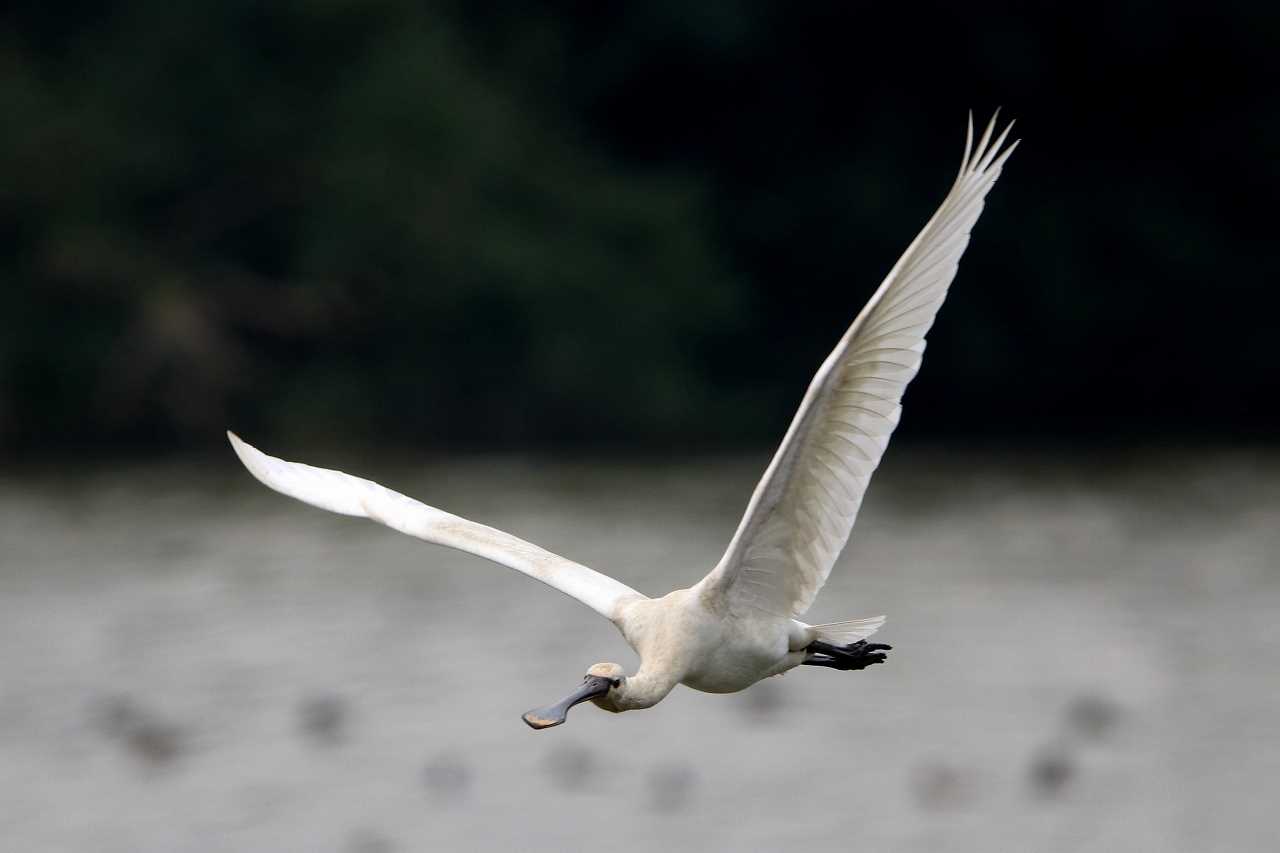 Eurasian Spoonbill