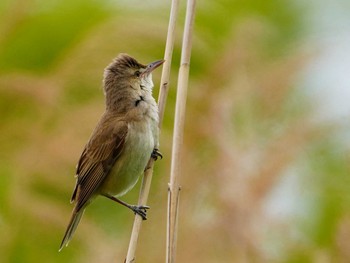 Oriental Reed Warbler 愛知県 Fri, 4/30/2021