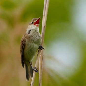 Oriental Reed Warbler 愛知県 Fri, 4/30/2021