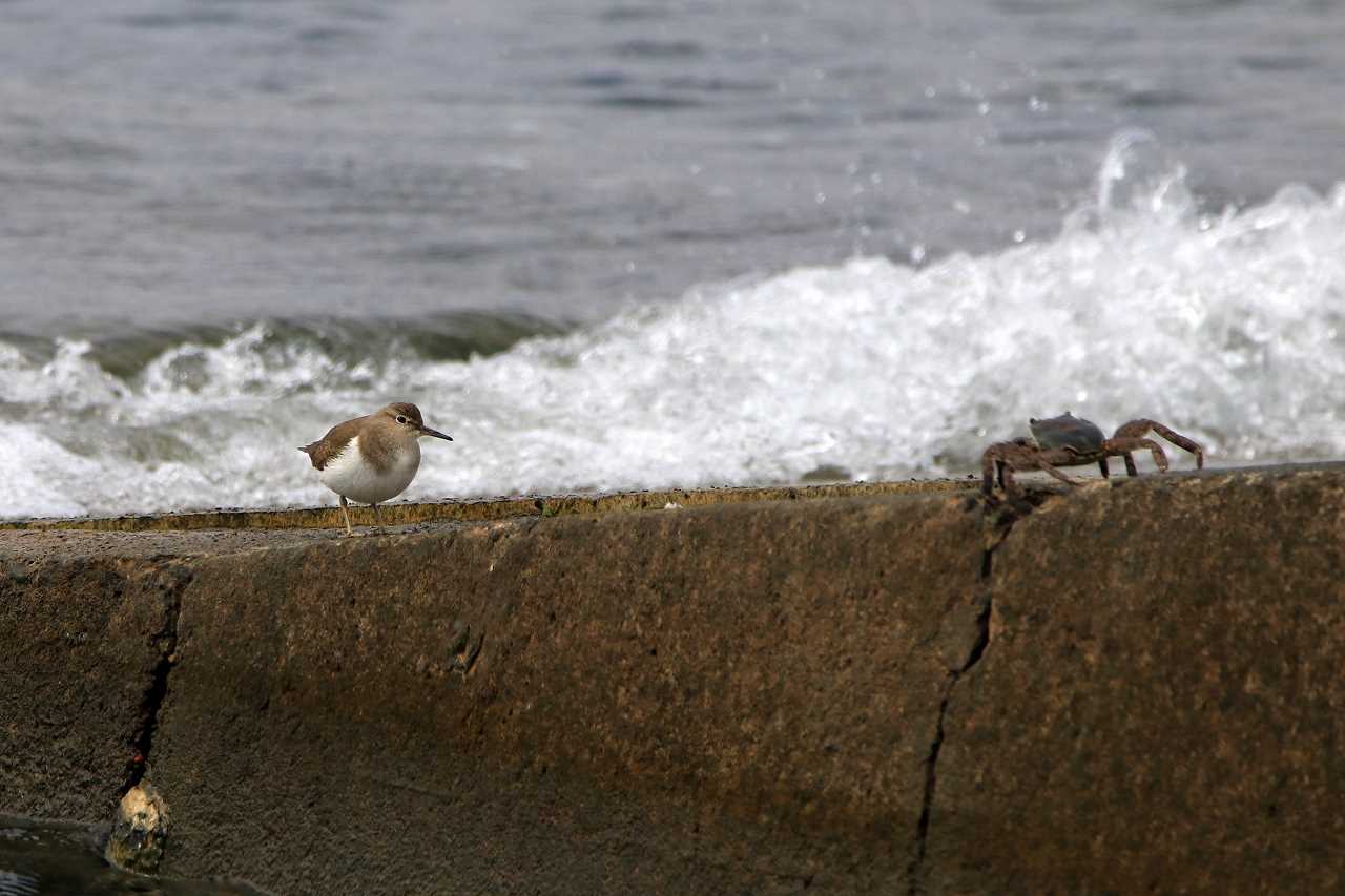 Common Sandpiper