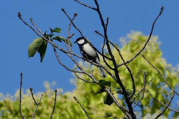 2021年4月30日(金) 東京都北区の野鳥観察記録