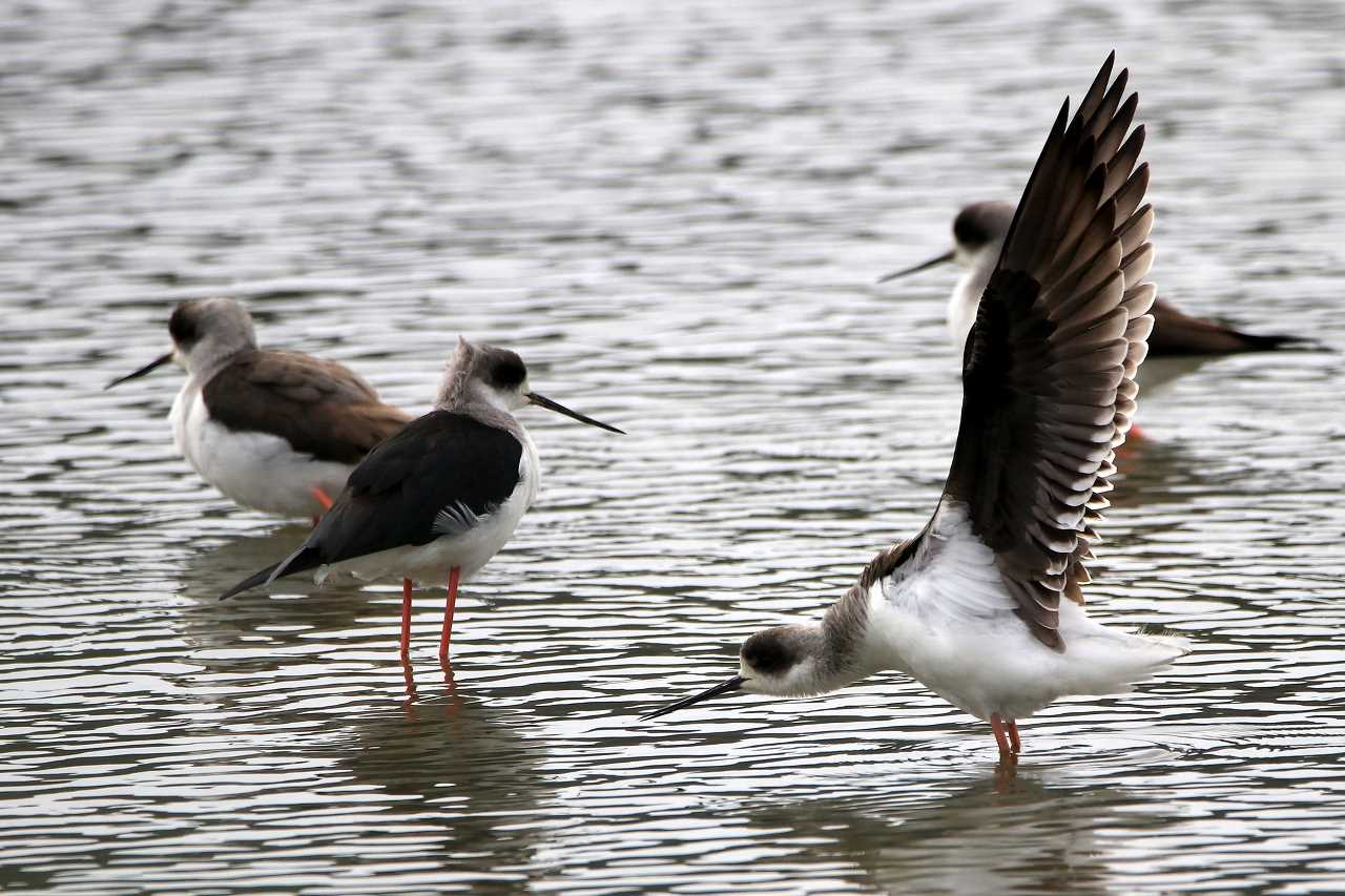 Black-winged Stilt