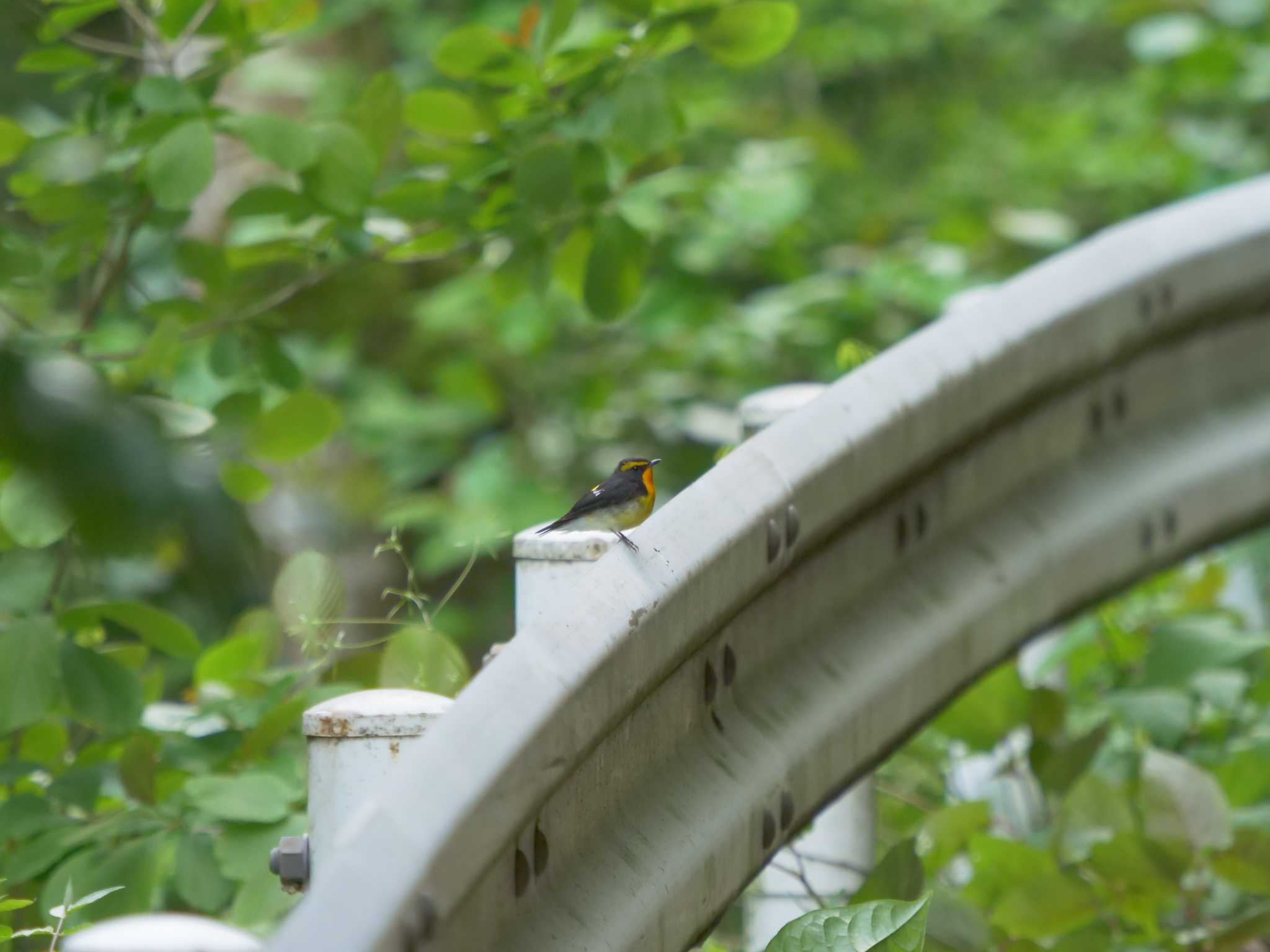 松江市 キビタキの写真 by ひらも