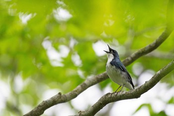 Siberian Blue Robin 大台ケ原 Sat, 5/28/2016