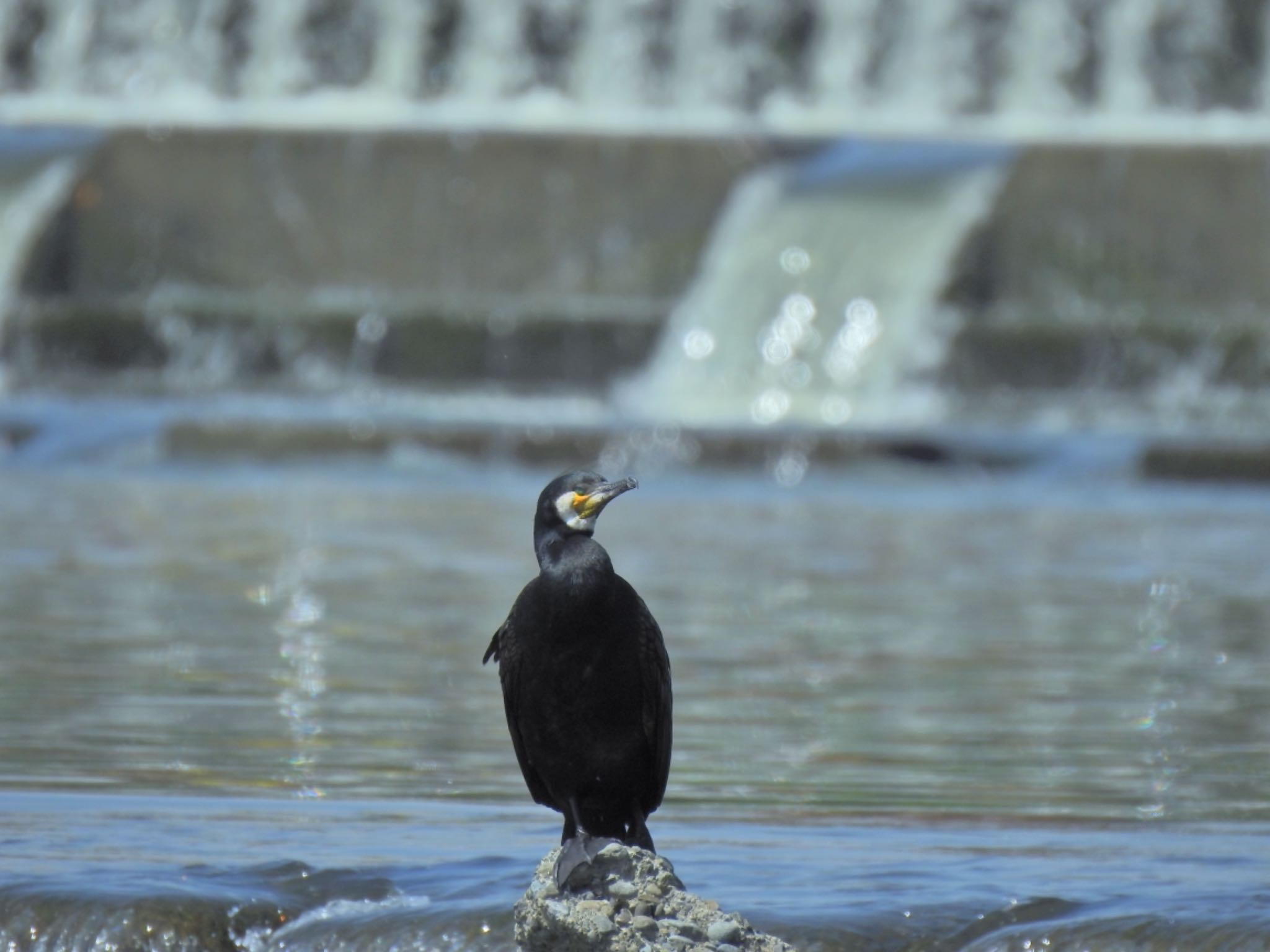 カワウ