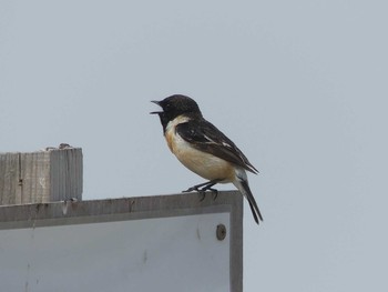 2021年4月29日(木) 恵比寿岩(張碓海岸)の野鳥観察記録