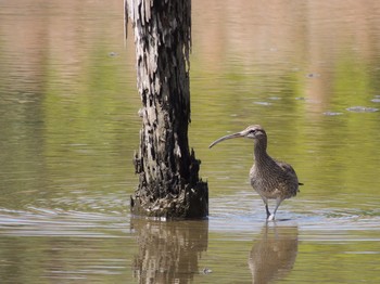 チュウシャクシギ 葛西臨海公園 2021年4月30日(金)