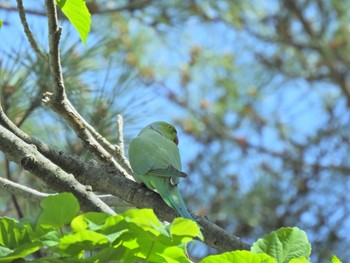 ホンセイインコ 多摩川台公園 2021年4月30日(金)