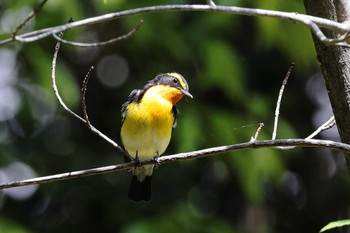 キビタキ 秋葉公園 2021年4月30日(金)