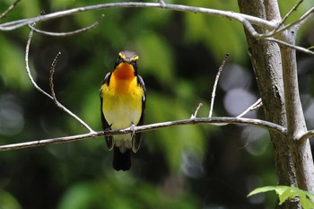 キビタキ 秋葉公園 2021年4月30日(金)