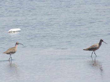 オオソリハシシギ 葛西臨海公園 2021年4月30日(金)