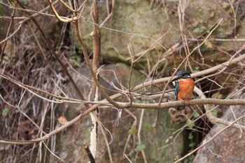 Common Kingfisher Akashi Park Tue, 2/28/2017