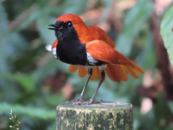 Fri, 4/30/2021 Birding report at Amami Nature Observation Forest