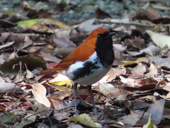 Ryukyu Robin Amami Nature Observation Forest Fri, 4/30/2021