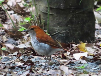 Ryukyu Robin Amami Nature Observation Forest Fri, 4/30/2021