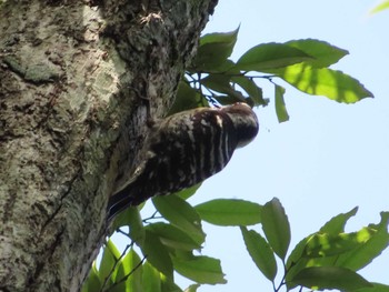 Japanese Pygmy Woodpecker(amamii) Amami Nature Observation Forest Fri, 4/30/2021