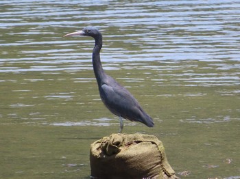 Pacific Reef Heron Amami Nature Observation Forest Fri, 4/30/2021