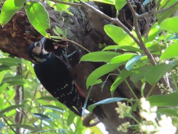 White-backed Woodpecker(owstoni) Amami Nature Observation Forest Fri, 4/30/2021