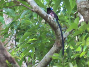 Black Paradise Flycatcher(illex) Amami Nature Observation Forest Fri, 4/30/2021