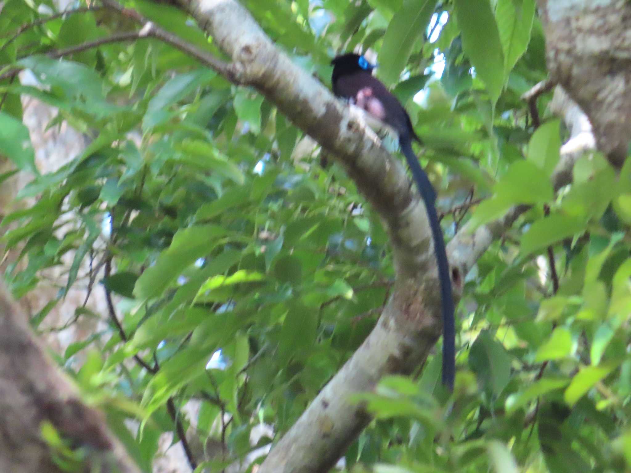 Black Paradise Flycatcher(illex)