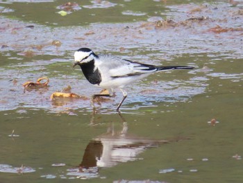 White Wagtail(ocularis) Amami Nature Observation Forest Fri, 4/30/2021