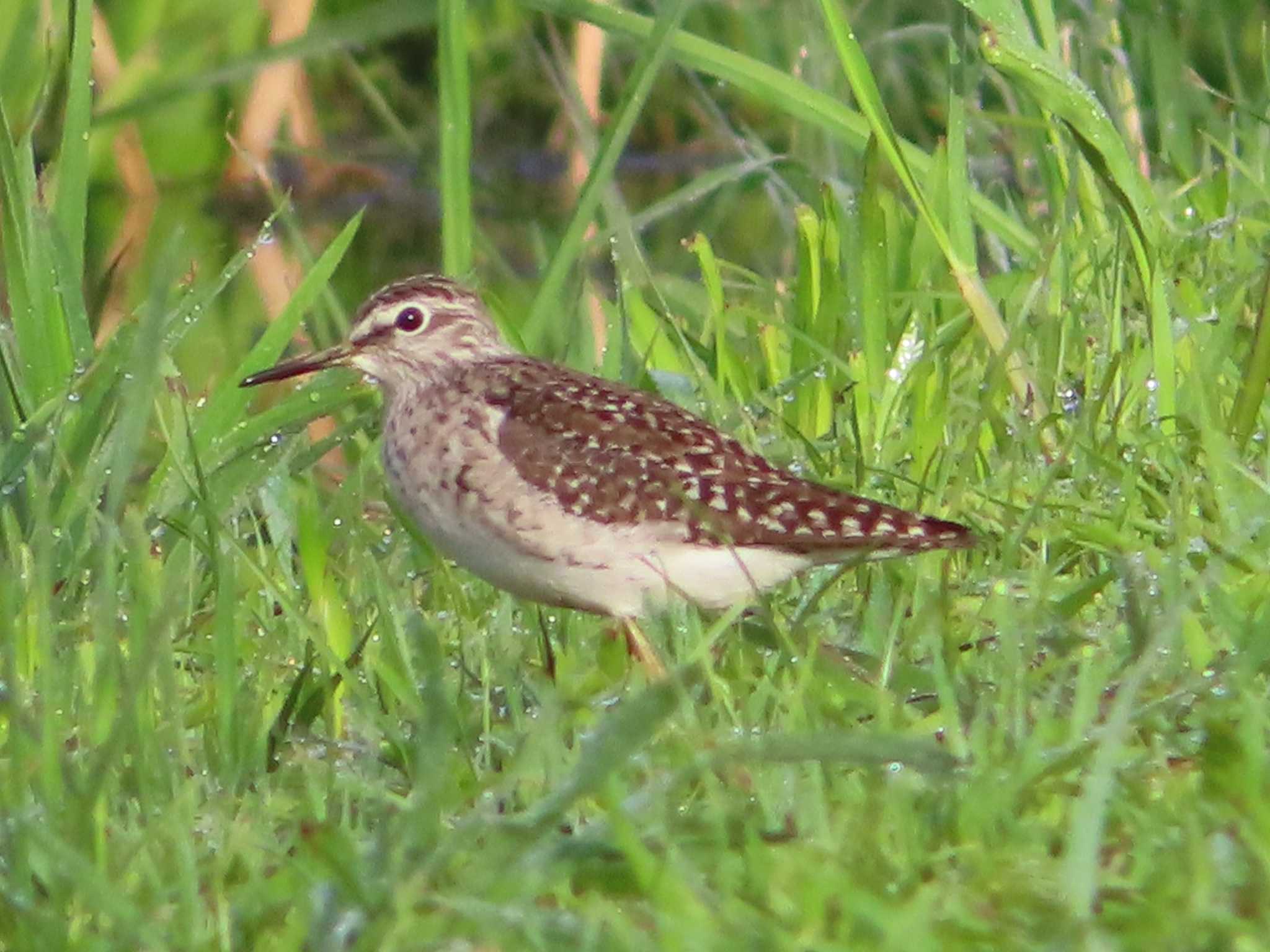 タカブシギ