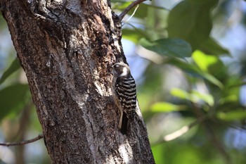 Japanese Pygmy Woodpecker 金ヶ崎公園(明石市) Tue, 2/28/2017