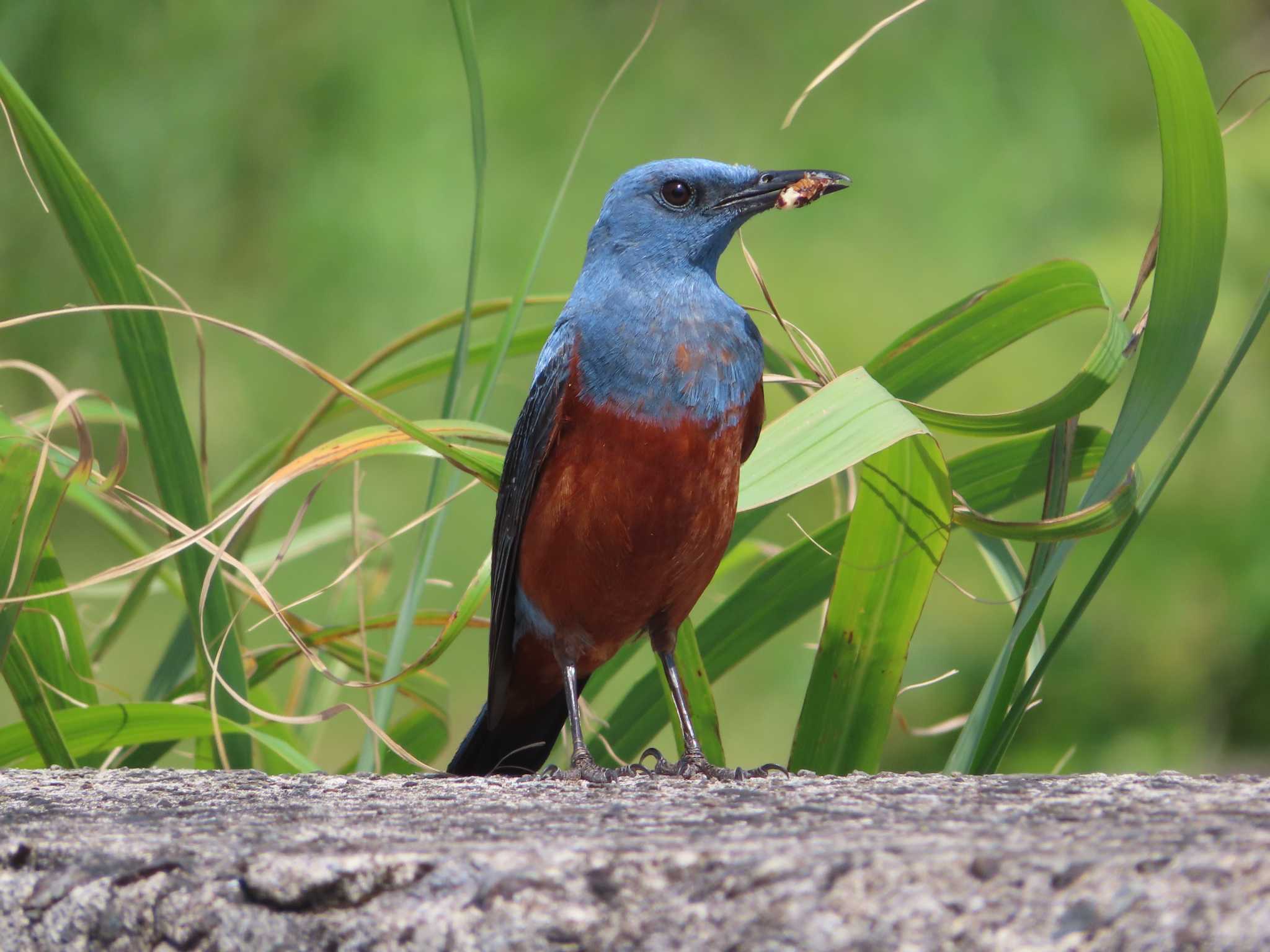 Blue Rock Thrush