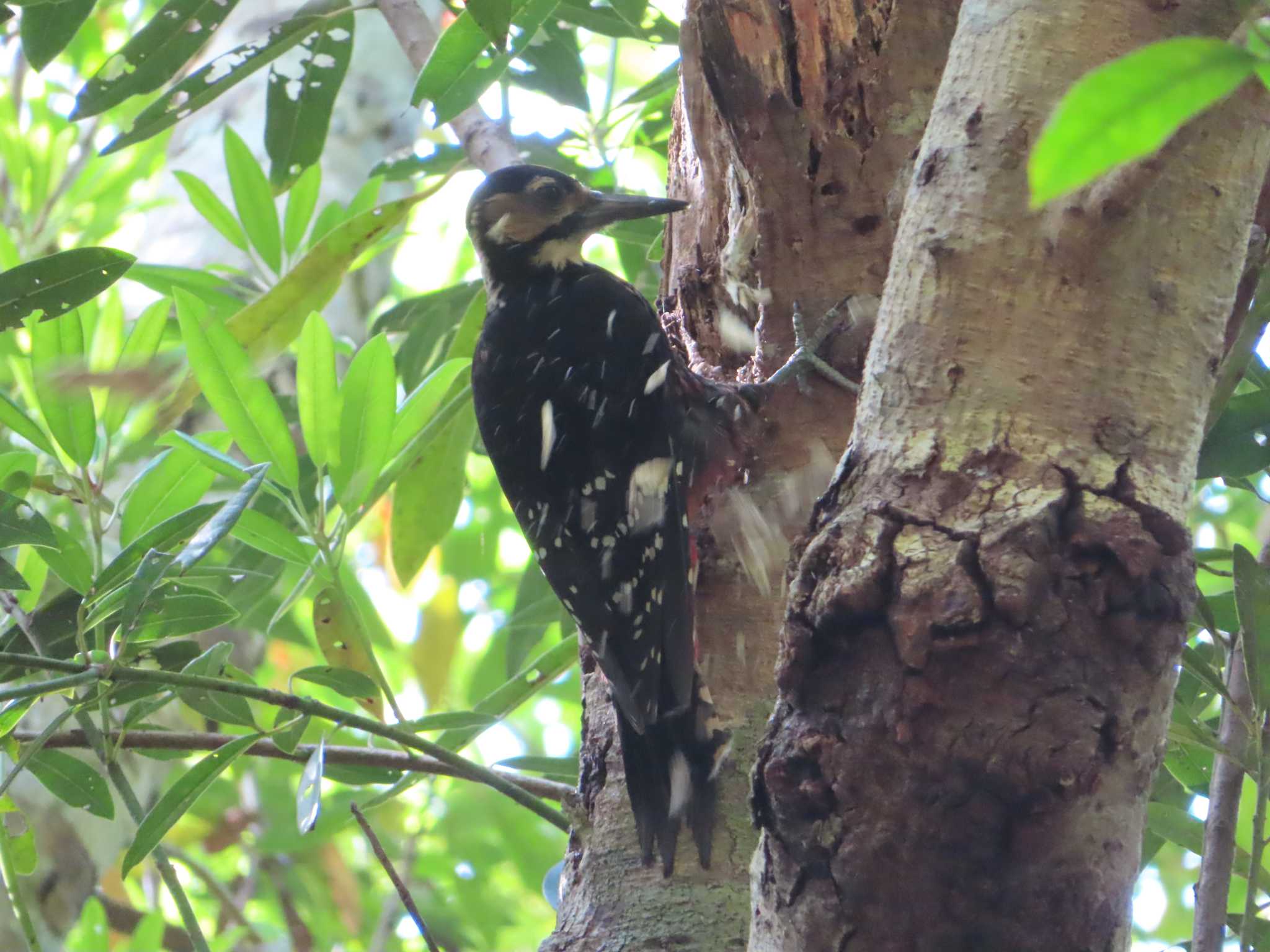 Photo of White-backed Woodpecker(owstoni) at Amami Nature Observation Forest by ゆ