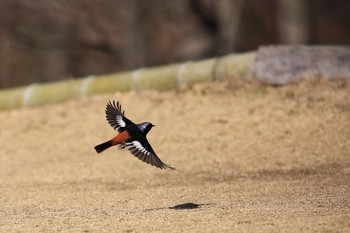 Daurian Redstart 金ヶ崎公園(明石市) Tue, 2/28/2017