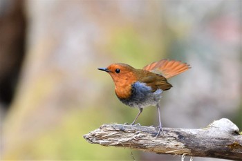 Japanese Robin Yanagisawa Pass Wed, 4/28/2021