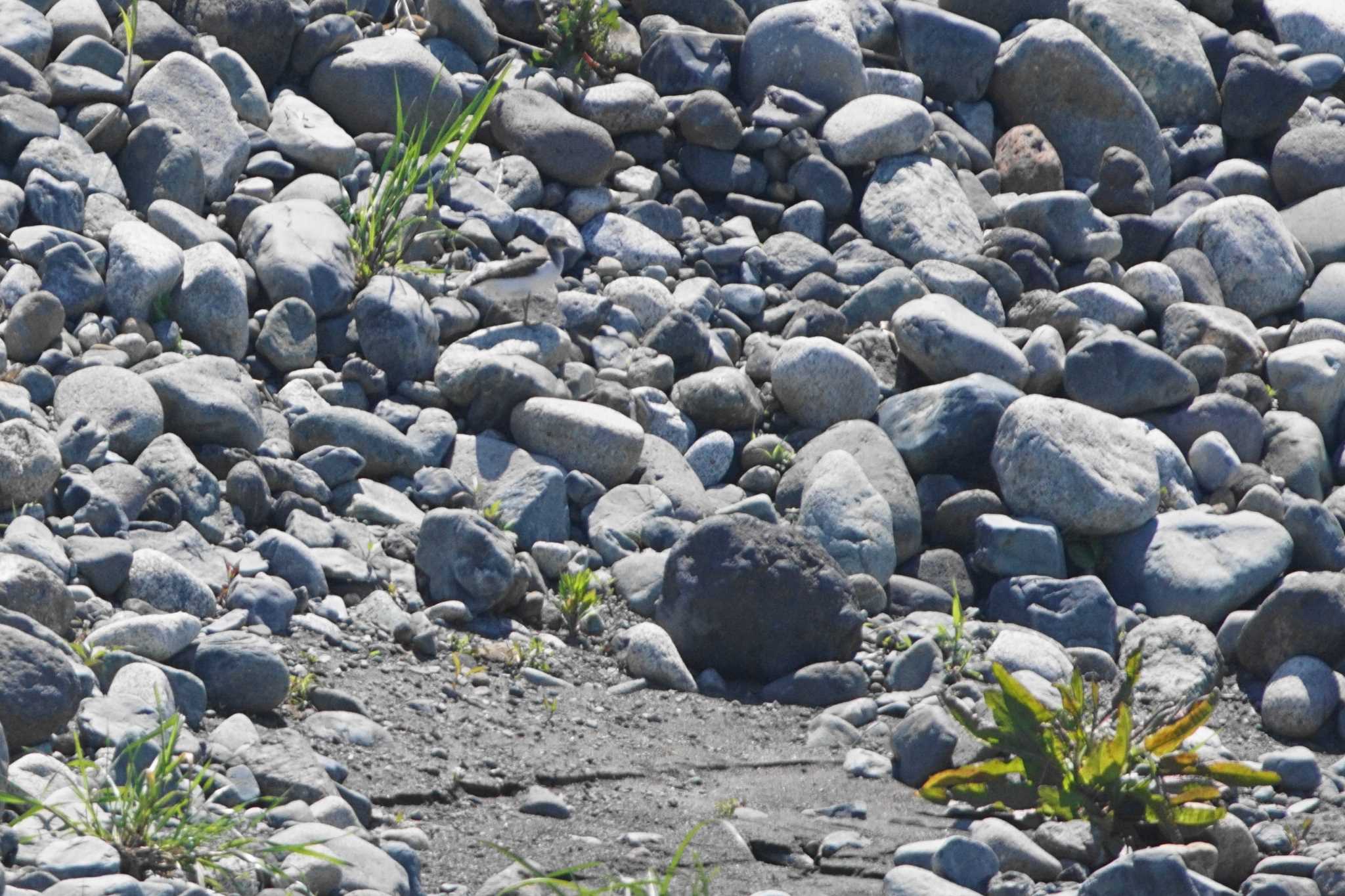 Green Sandpiper