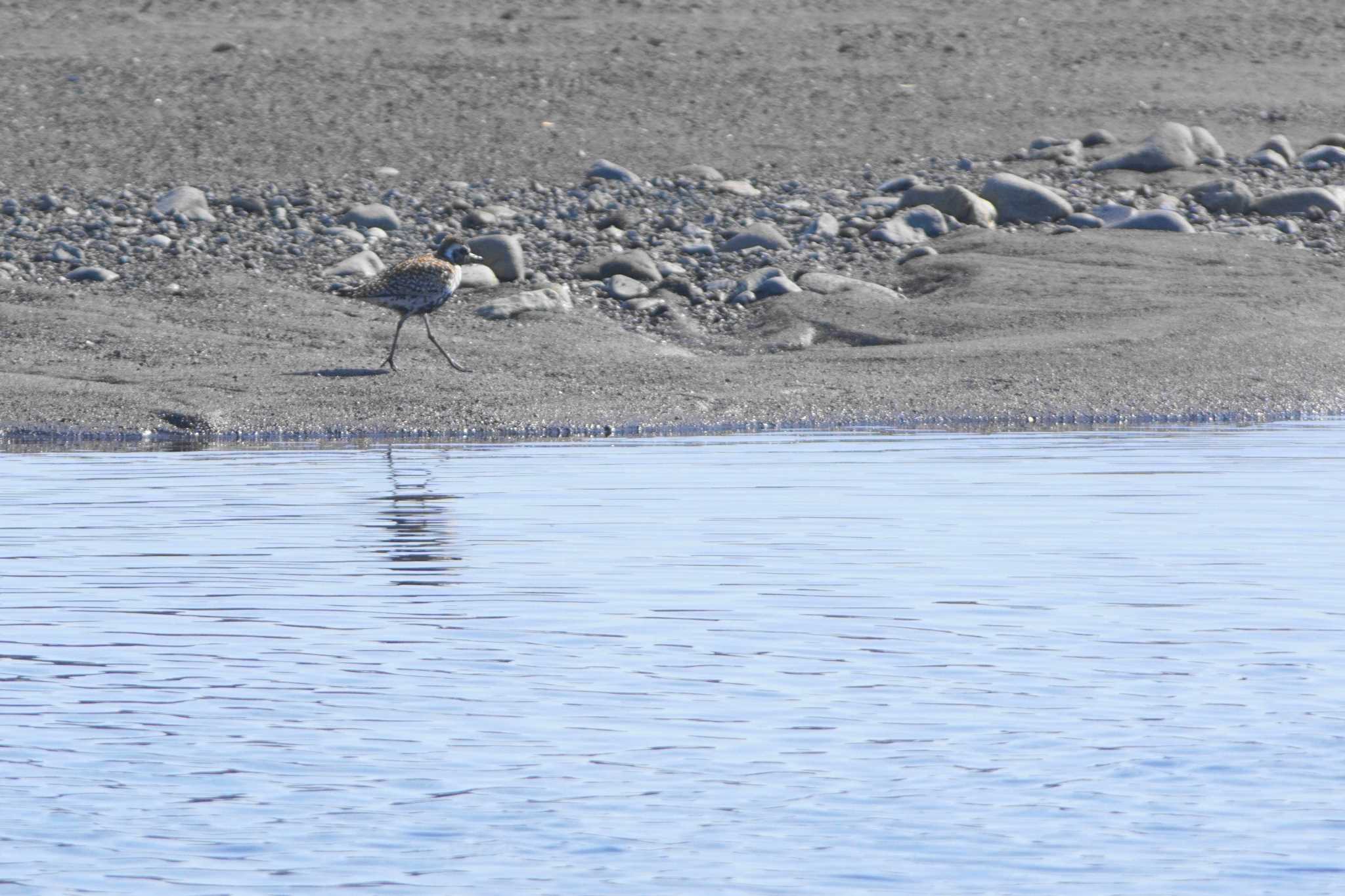 Pacific Golden Plover