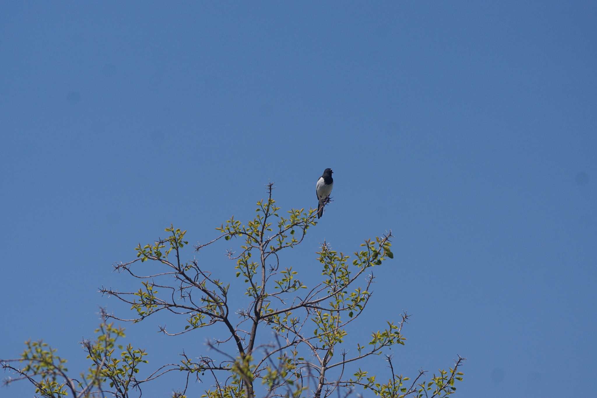 Japanese Wagtail