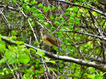 Red-flanked Bluetail 青森市野木和公園 Thu, 4/29/2021