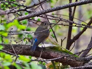 Red-flanked Bluetail 青森市野木和公園 Thu, 4/29/2021