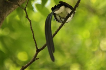 Black Paradise Flycatcher Unknown Spots Sat, 5/1/2021