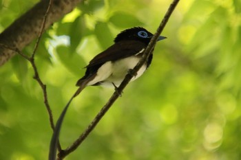 Black Paradise Flycatcher Unknown Spots Sat, 5/1/2021