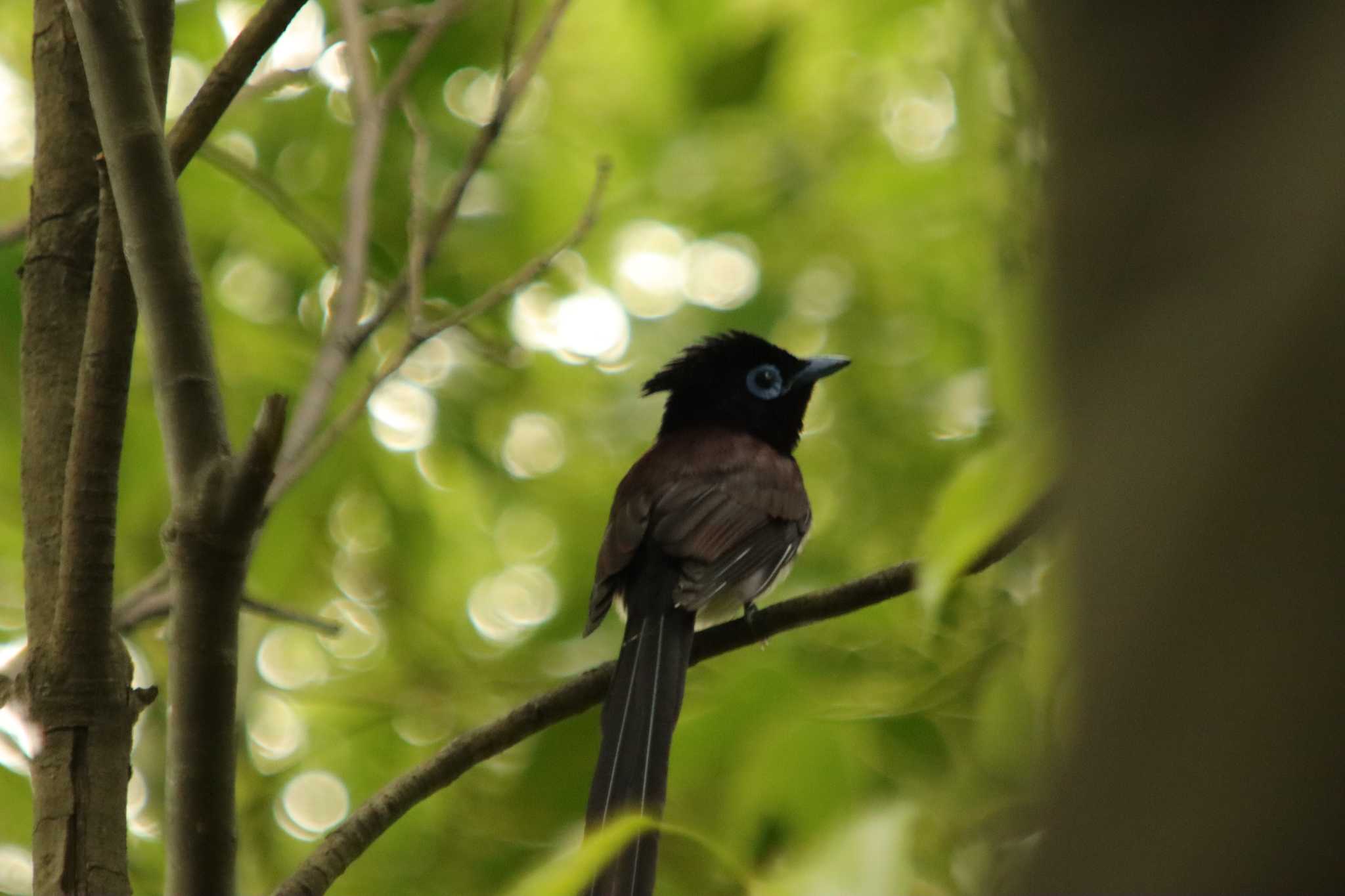 Photo of Black Paradise Flycatcher at  by 蕾@sourai0443