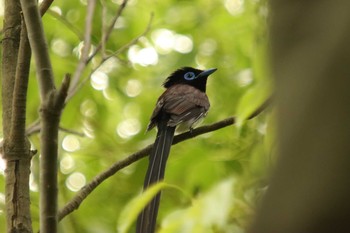 Black Paradise Flycatcher Unknown Spots Sat, 5/1/2021