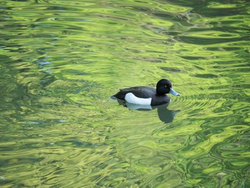 キンクロハジロ 三ツ池公園(横浜市鶴見区) 2021年5月1日(土)