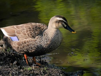 カルガモ 三ツ池公園(横浜市鶴見区) 2021年5月1日(土)